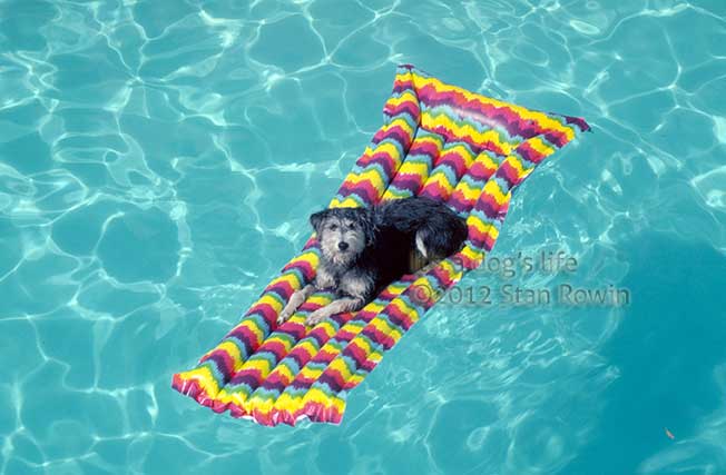 Photo of Dog in Pool