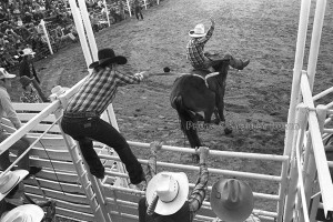 Rodeo Photo of bucking bronco