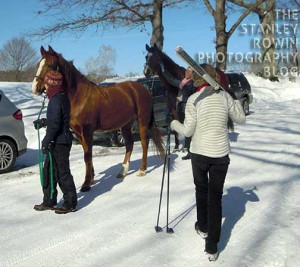 horses on cross country ski trails