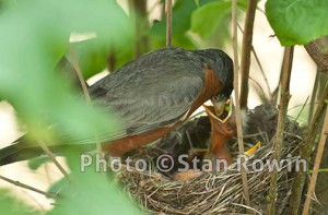 Robin bird feeding baby chick bird in nest