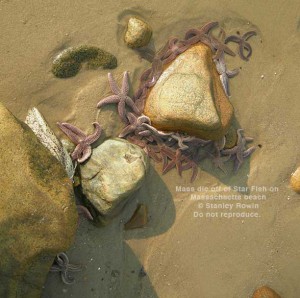 Massive die off of Starfish on Massachsetts beach