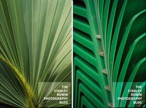 Photo of stacked chars and palm fronds