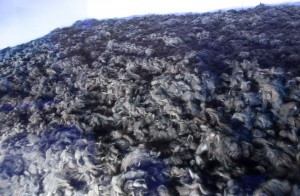 Auschwitz,Poland, Pile of Hair removed from victims of Holocaust