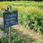 Photos of Flowers in field