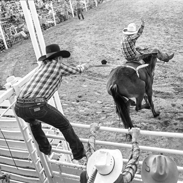 Rodeo where bulls rear end is pulled to make him buck and jump